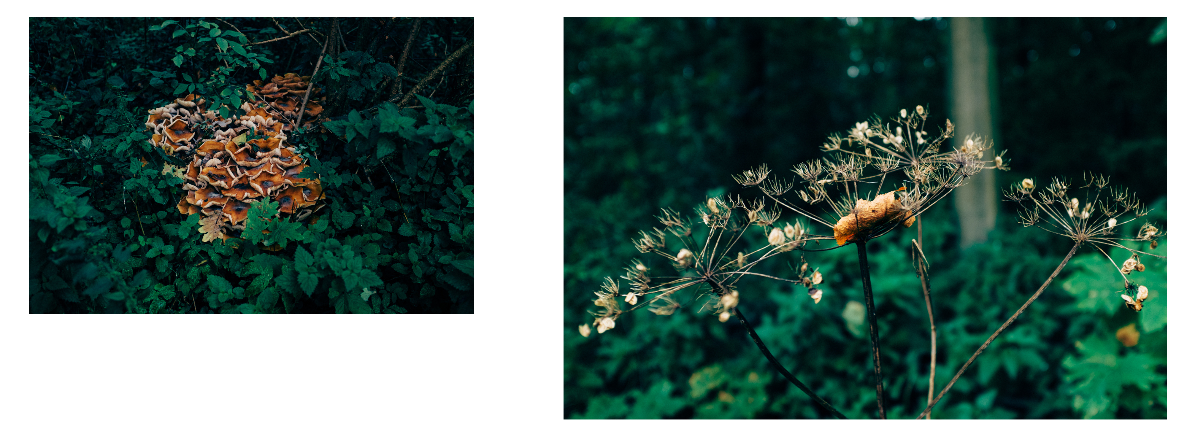 © olga.tokarczyk@gmail.com